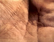 palm